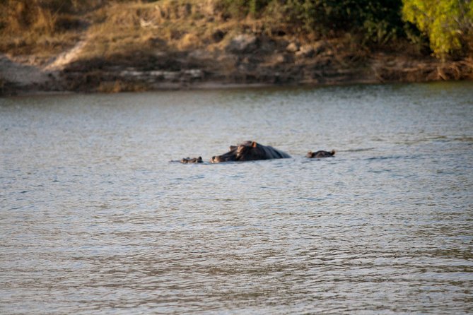 Chobe Day Trip - From Victoria Falls - Good To Know
