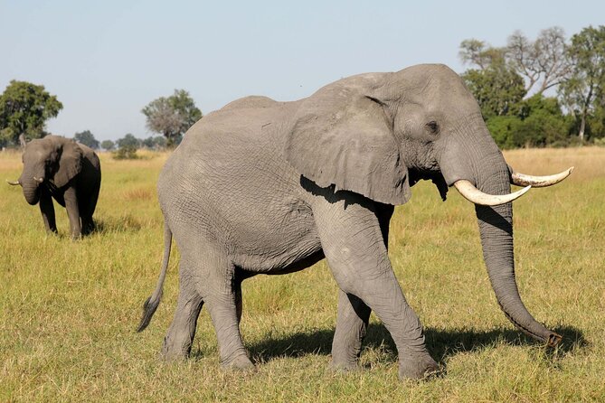 Chobe Full Day Trip - Good To Know