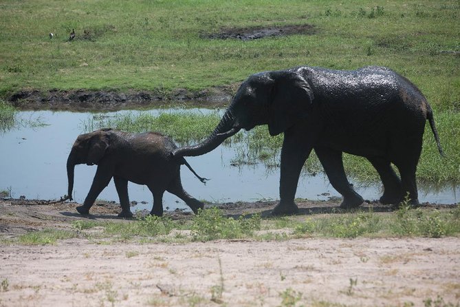 Chobe Half Day Trip - Good To Know