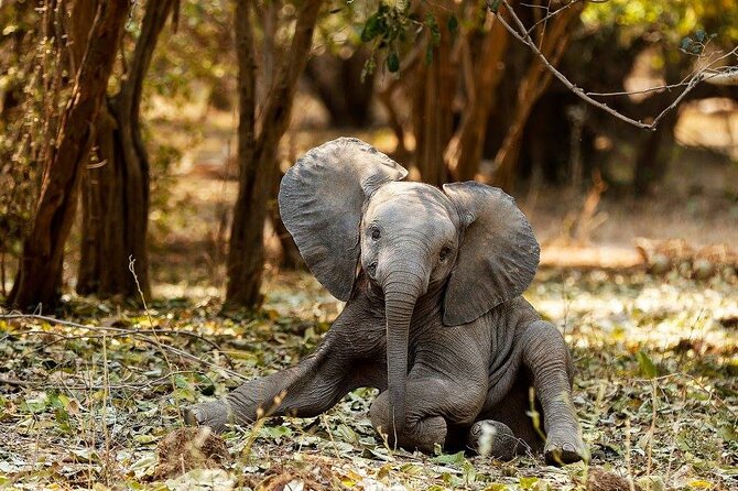 Chobe Safari Day Trip From Victoria Falls- Small Group - Good To Know