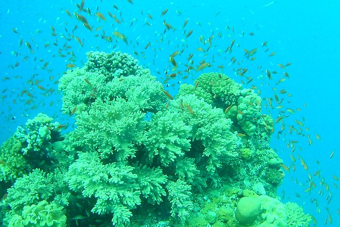 Coral Garden Amazing Snorkeling Sea Trip & Intro Dive With Transfer - Marsa Alam - Good To Know