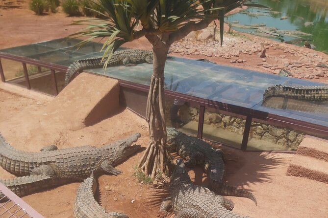 Crocodil Park Transport and Crocoparc Ticket - Good To Know
