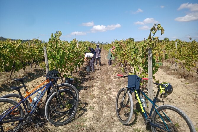 Cycling Vineyards of Bairrada Route, Full Day From Coimbra - Good To Know