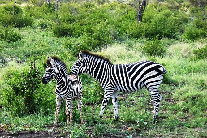 Day 3 Camping Safari : Lake Manyara to Ngorongoro Crater to Tarangire (Budget)