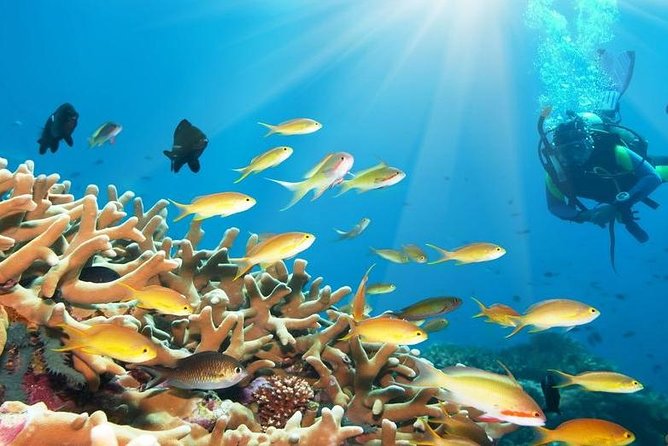 Day Scuba Diving From Marsaalam - Good To Know