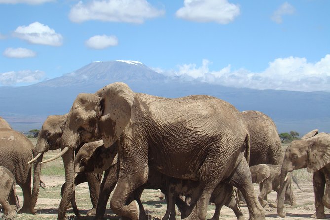 Day Tour to Amboseli National Park - Good To Know