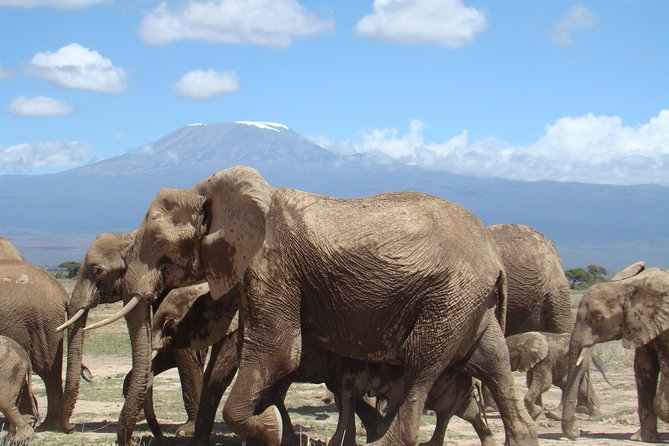Day Tour to Amboseli National Park and Masai Village Tour - Good To Know