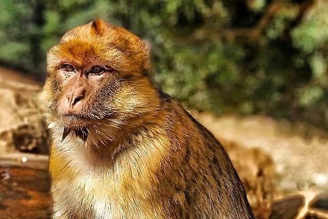 Day Trip From Fez To The Middle Atlas Mountain IMOUZAR IFRANE AZROU( Private ) - Good To Know