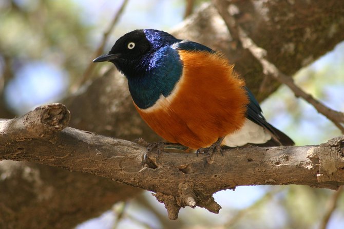 Day Trip To Arusha National Park - Good To Know