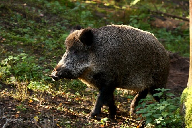 Day Trip to Gauja National Park: Animals, Castles and a Cave - Good To Know