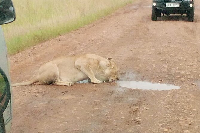 Day Trip to Lake Nakuru National Park Safari-Lunch Included - Inclusions and Price