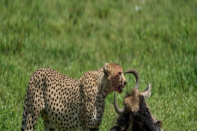 Day Trip to Ngorongoro Crater : Best Price 2024/2025 - Good To Know