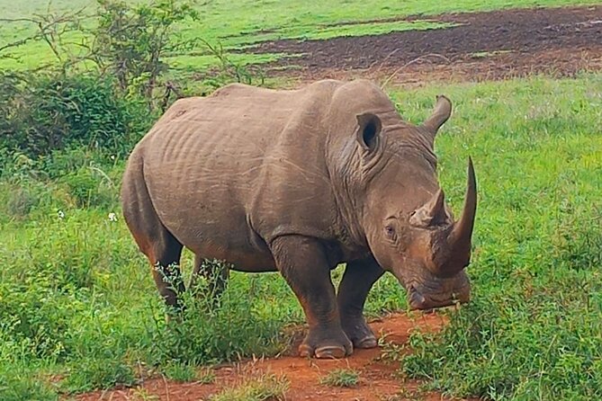 Day Trip To Ol Pejeta Conservancy Rhino And Chimpanzee Sanctuary - Good To Know