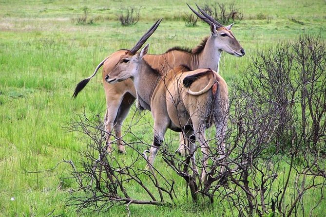 Day Trip to Selous National Park From Zanzibar or Dar Es Salaam - Good To Know