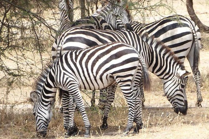 Day Trip to Tarangire National Park From Arusha / Kilimanjaro - Cancellation Policy