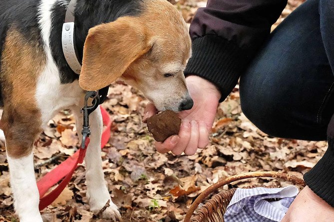 Day Trip: Truffle Hunting With Lunch and Spello Guided Tour - Good To Know