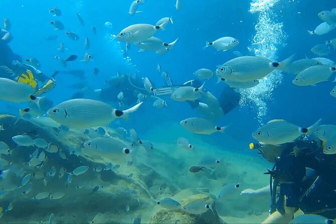 Diving Tour With Lunch - Tour Highlights