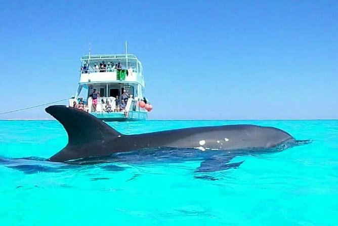 Dolphin House, Amazing Trip With Snorkeling and Dolphin Watching - Good To Know