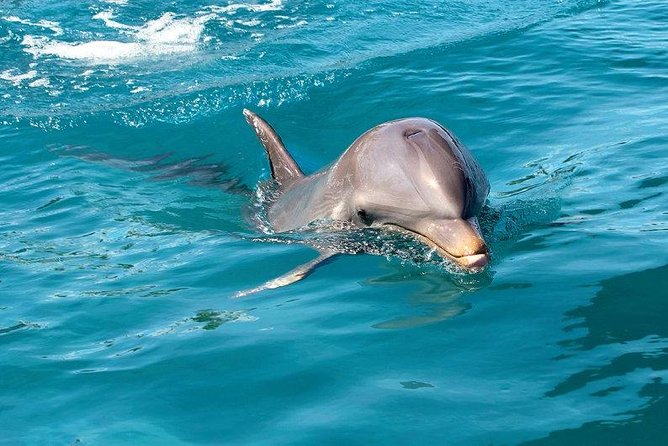 Dolphin House Royal Sea Trip Luxury Boat With Transfer - Hurghada - Good To Know