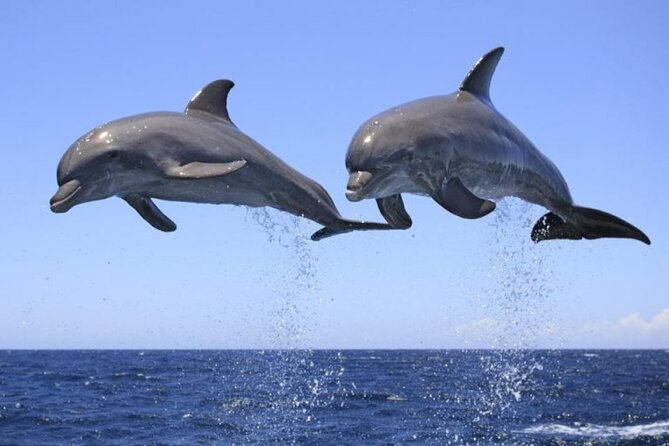 Dolphin & Josani Forest Snorkel Sea Excursion - Zanzibar - Good To Know