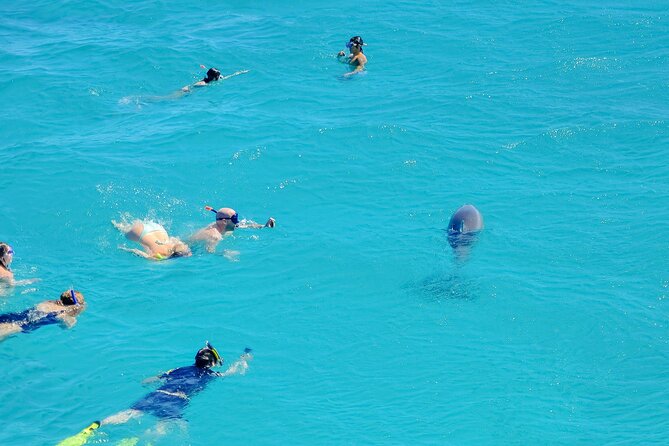 Dolphin Reef Trip, Full-Day Boat Trip With Snorkeling and Lunch. - Good To Know