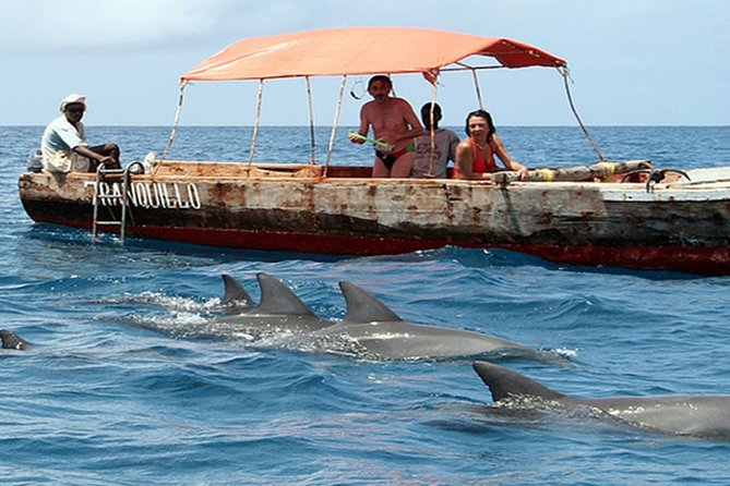 Dolphin Tour - Good To Know