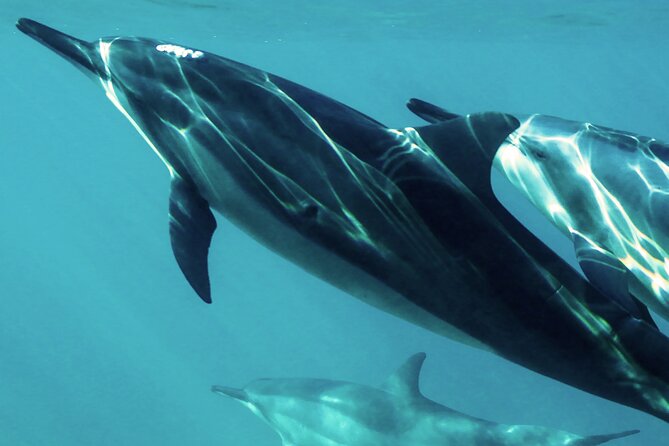 Dolphin Watching - Good To Know