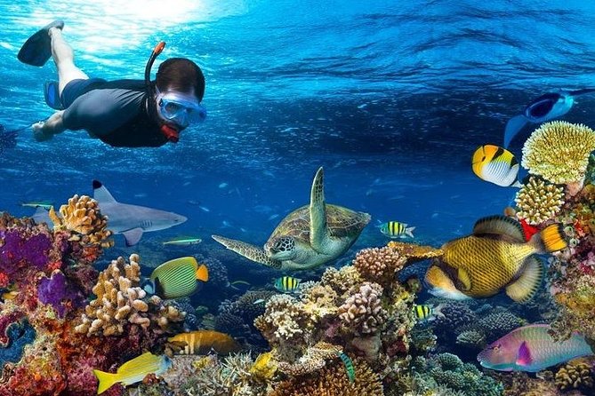 Dolphin Watching and Snorkeling at Mnemba Atoll - Private Tour - Tour Activities
