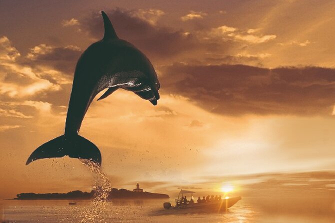 Dolphin Watching at Dawn in Alcúdia - Good To Know