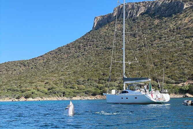 Dolphin Watching Excursion by Dinghy - Good To Know
