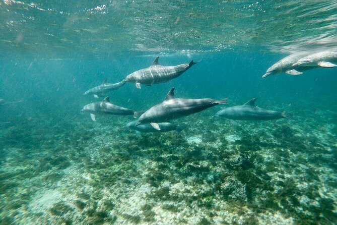 Dolphins Tour