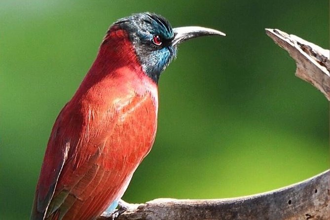 ETHIOPIA BIRDWATCHING— 10 Days - Good To Know
