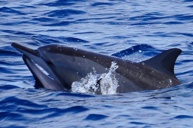 Exclusive Dolphins Encounter - Good To Know