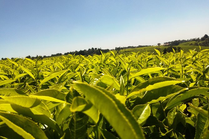Excursion to Kiambethu Tea Farm - Wildlife Spotting and Nature Walk