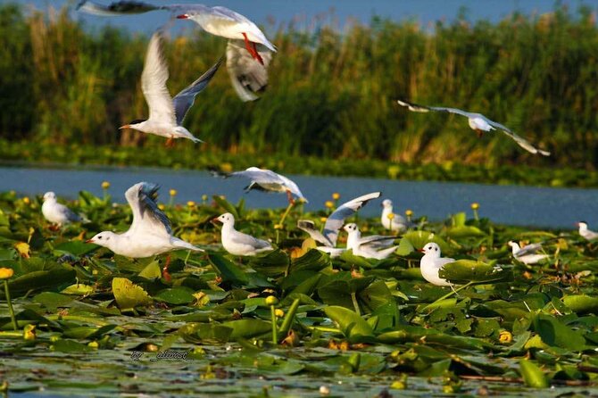 Explore Danube Delta and Black See in 2 Day Private Tour From Bucharest - Good To Know