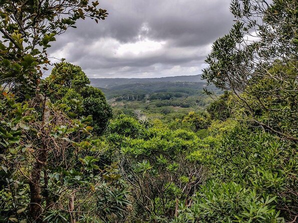 Fascinating Nature Tour Incl Ebony Forest, 7 Coloured Earth,Lunch - Good To Know
