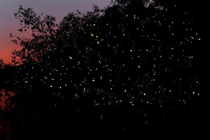 Firefly Tour Johor Bahru@Kota Tinggi Firefly Park - Good To Know