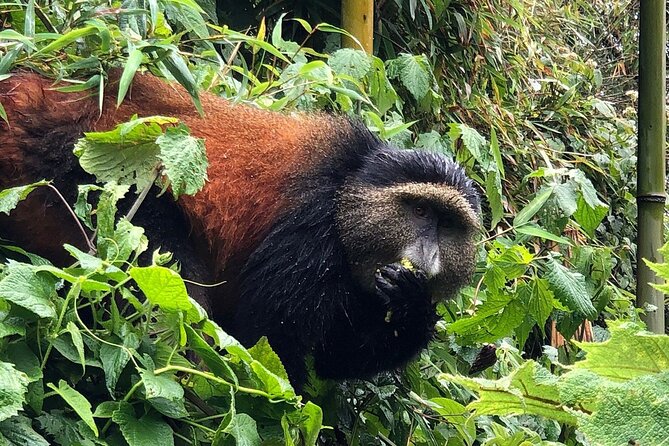 Five Day Highlights of Rwanda Tour - Tour Itinerary Overview