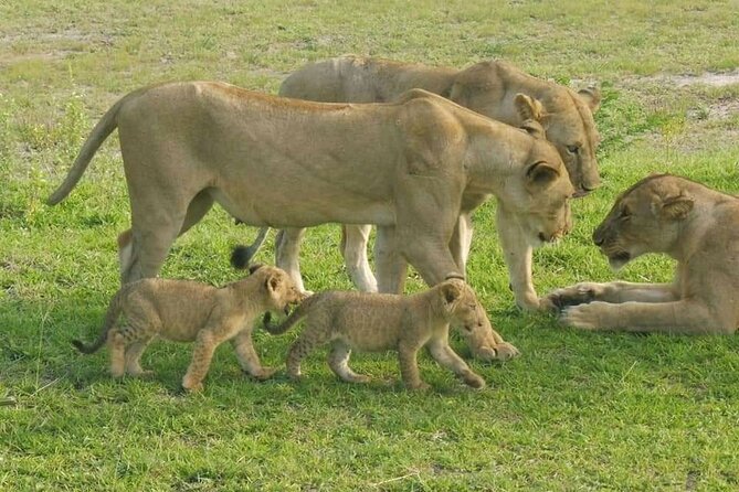 Flight Package Zanzibar to Nyerere National Park (Selous GR) 3 Days 2 Nights - Good To Know