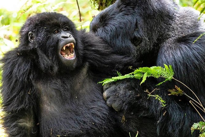 From Kigali: 2-Day Rwanda Gorilla Trekking Experience - Good To Know
