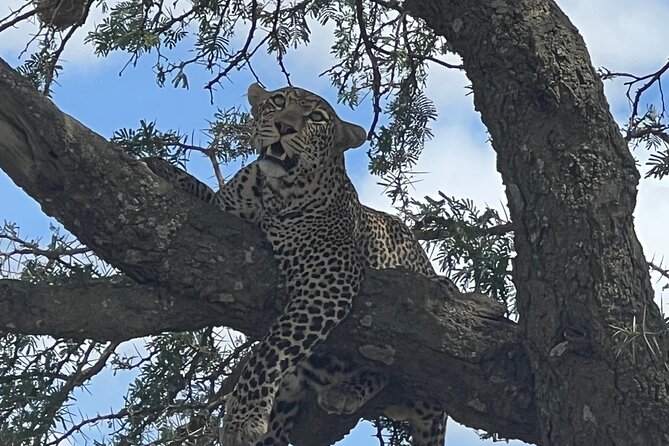 From Victoria Falls: Chobe National Park Small Group Tour