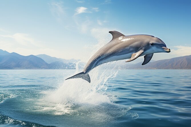 Fuengirola: Dolphin Yacht Excursion - Location and Activity
