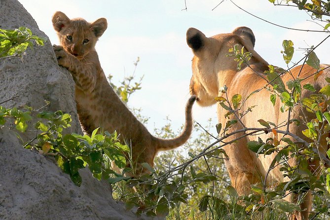Full Day Chobe Game Drive, Guided Tour of Falls & 15 Mins Helicopter Flight - Good To Know