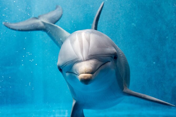 Full Day Dolphin House Satayeh Reef Snorkeling Sea Trip With Transfer-Marsa Alam - Good To Know