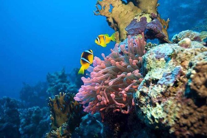 Full Day in Sharm El Naga Snorkeling Sea Trip From Hurghada - Good To Know