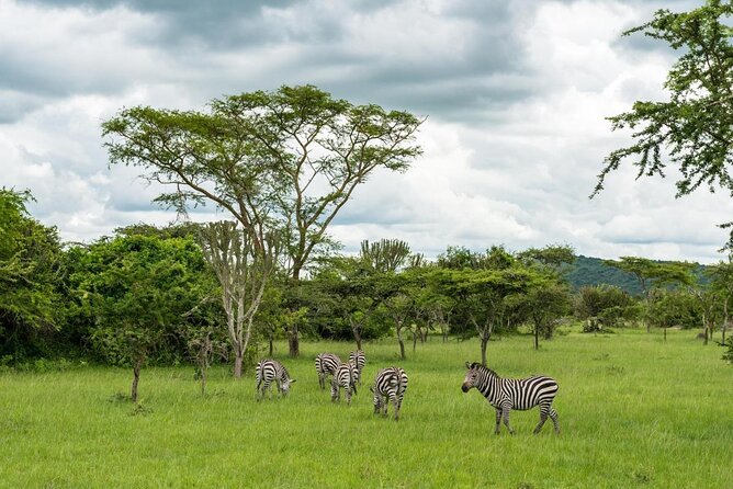 Full-Day Lake Mburo National Park Safari With Boat Trip (2 Day Option Available) - Good To Know
