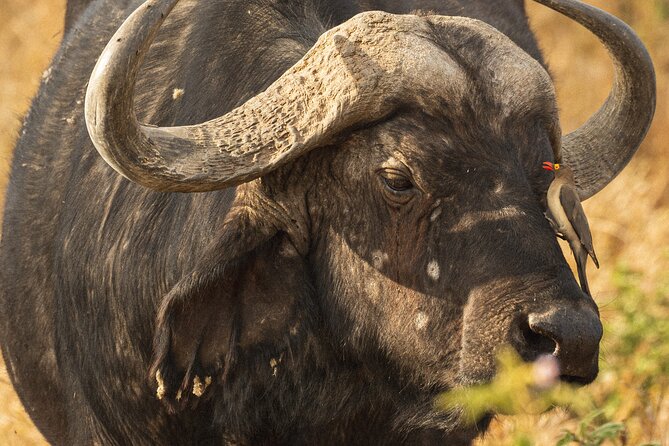 Full-Day Lake Nakuru National Park Private Guided Tour With Lunch - Good To Know
