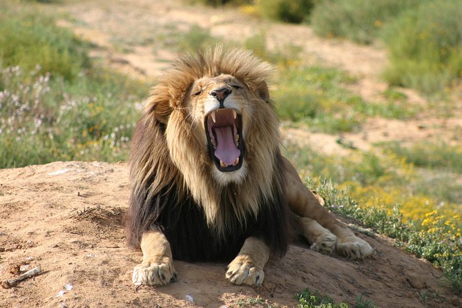 Full-Day Pilanesberg Nature Reserve and Sun City Tour From Johannesburg - Good To Know