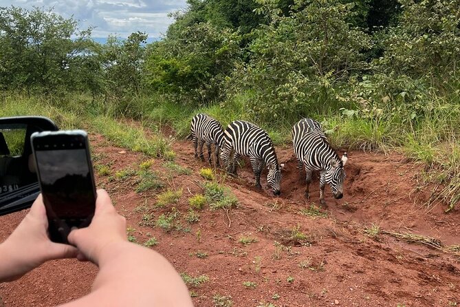 Full Day Private Akagera National Park Game Drive Safari