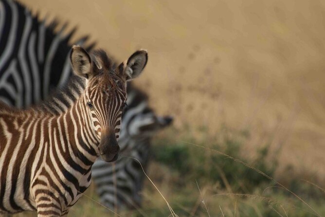 Full Day Private Akagera National Park Safari Tour in Rwanda - Good To Know